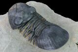 Detailed Paralejurus Trilobite - Morocco #171494-4